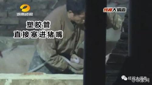 猪灌泥浆爆料视频大全集,揭秘背后惊人真相